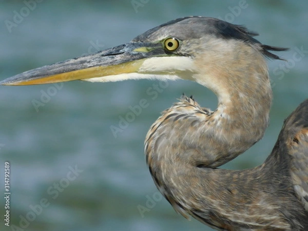 Obraz Heron 5