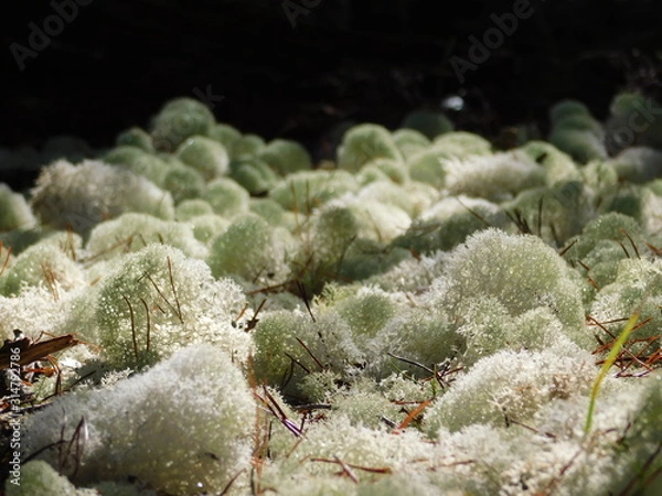 Obraz Green Lichen 1