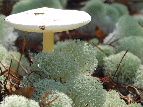 Obraz Green Lichen 4