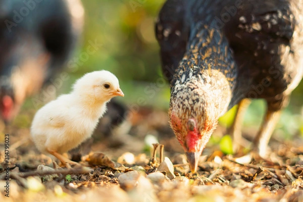 Fototapeta Little chicks for poultry concepts.