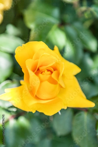 Obraz a yellow rose flower