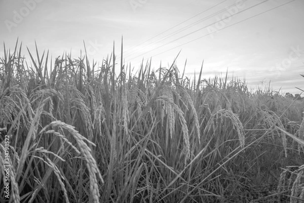 Fototapeta Nature view of paddy field with sunrise background. Nature composition and noise effects.
