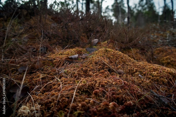 Fototapeta Spruce Tree Forest, Sunbeams through Fog illuminating Moss and Fern Covered Forest Floor.