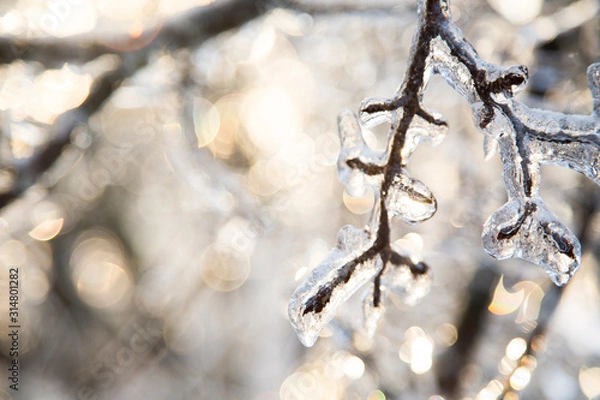 Obraz winter frost 2