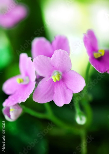 Fototapeta Pink Violet