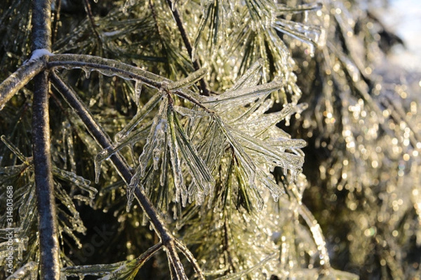 Obraz winter frost 4