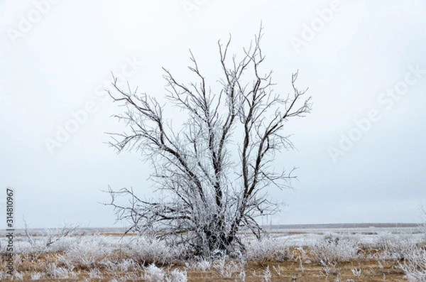 Fototapeta Frosty trees on a winter day