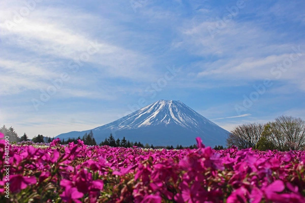 Fototapeta 【日本】富士の芝桜