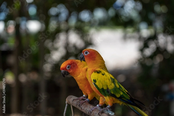 Fototapeta A pair of colorful Sun Parakeet