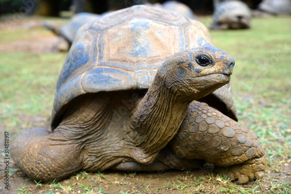 Fototapeta Seychelles Giant Tortoises, (Aldabrachelys gigantea) in park.