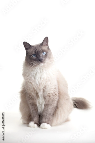 Obraz Cats series - ragdoll