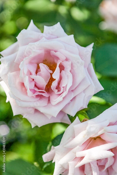 Obraz pink rose flowers