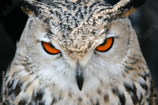 Obraz bird owl closeup