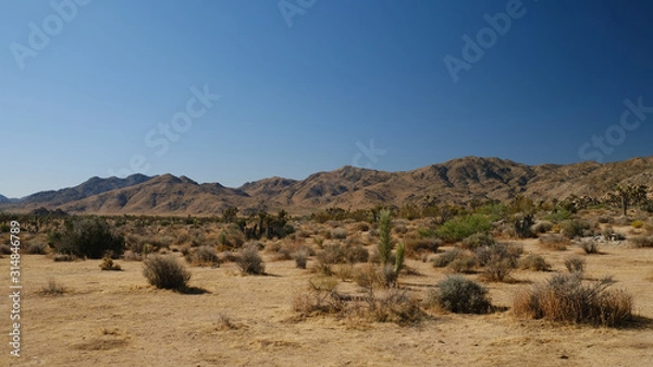 Obraz joshua trees in the desert of california