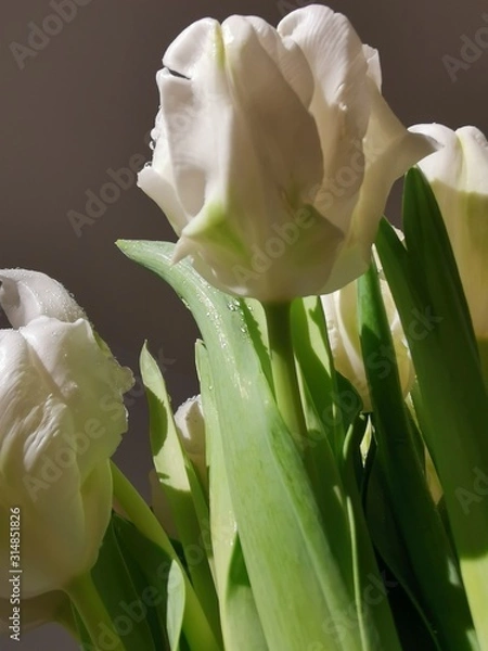 Obraz white tulip on black background