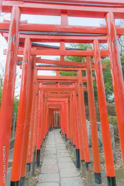 Fototapeta 東京都文京区根津にある神社の朱色の千本鳥居
