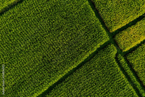 Obraz Aerial view close up of Bali rice terraces. Abstract geometric shapes of agricultural parcels in green color. Drone photo directly above field 