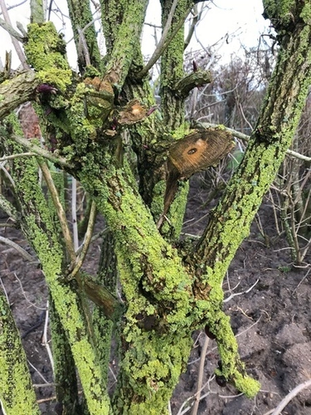 Obraz picture with shrub fragments on blurred background