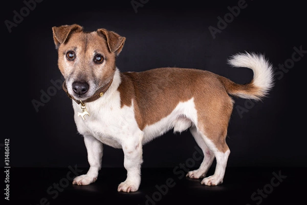 Fototapeta Brown white Flat coated blind Jack Russell "looking" with a cute crooced head towards the camera, isolated on a black background