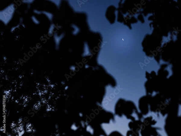 Fototapeta Moon and Tree
