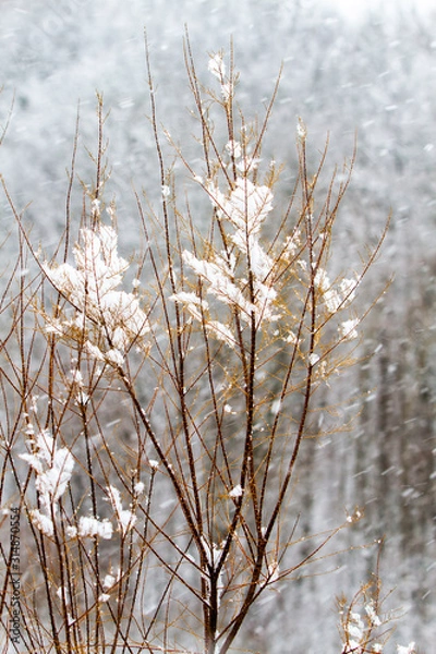Fototapeta White winter landscape with snowfall