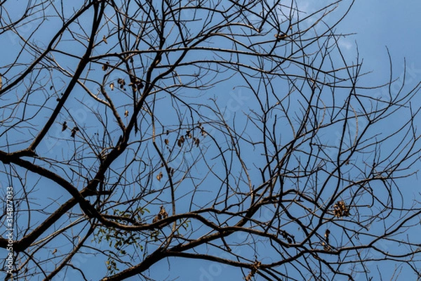 Obraz Abstract branch leaf background sky