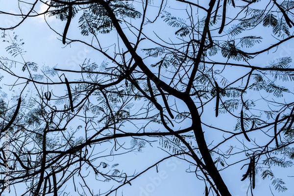 Obraz Abstract branch leaf background sky