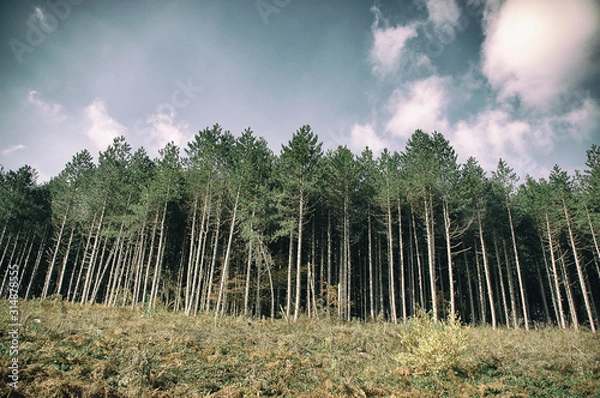 Fototapeta Pine tree forest with clear blue sky and white clouds