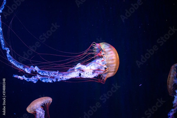 Obraz jellyfish
