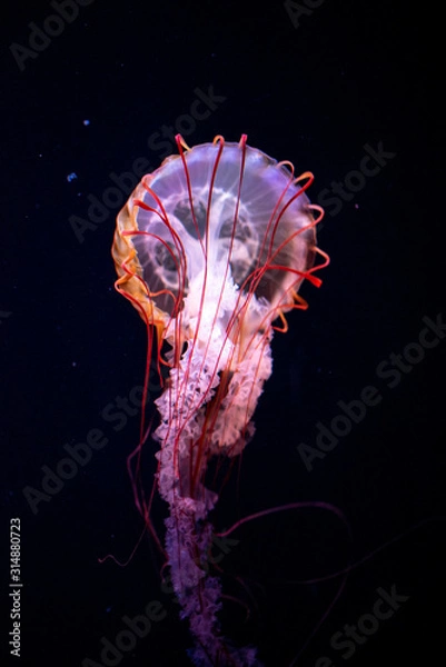 Obraz jellyfish