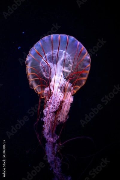Obraz jellyfish
