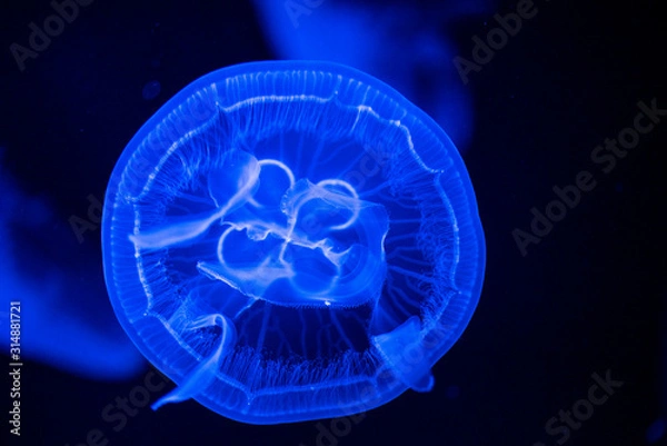 Obraz jellyfish