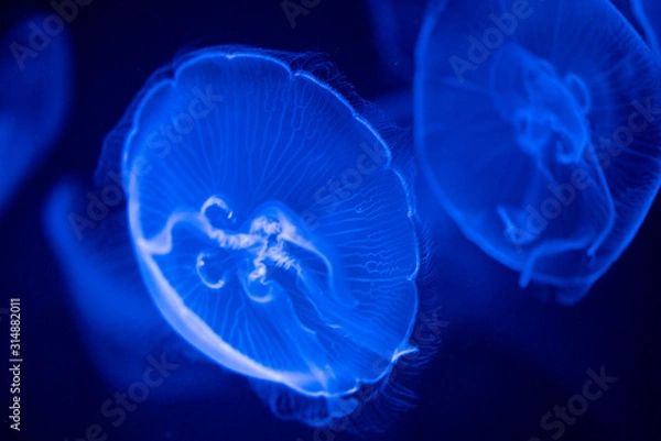 Obraz jellyfish