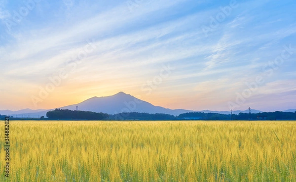 Fototapeta 筑波山と麦畑　朝景