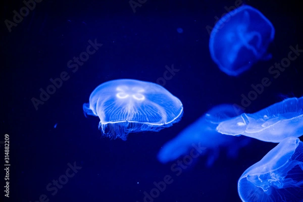 Obraz jellyfish