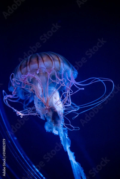 Obraz jellyfish
