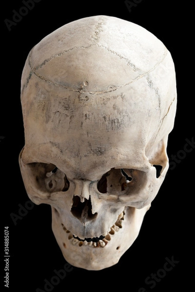 Fototapeta Human anatomy.  The human skull. Top view, side view. Isolated on a black background.