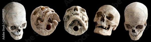 Fototapeta Human skull. Human anatomy. Collection of rotations of the skull. Skull at different angles. Isolated on black background.