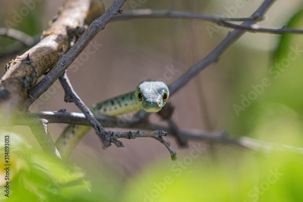 Obraz Boomslang Waterberg, Namibia
