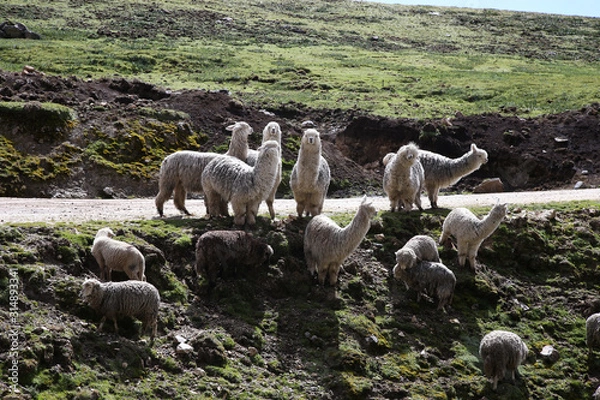 Obraz ANIMALES EN SIERRA DE ANCASH PERÚ
