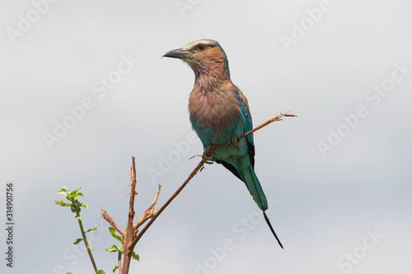 Obraz Lilac breasted roller am Kwando, Namibia