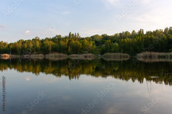 Fototapeta reflection of trees in the lake