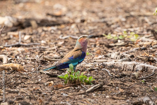 Obraz Lilac breasted roller am Kwando, Namibia