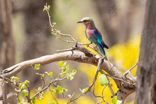 Obraz Lilac breasted roller am Kwando, Namibia
