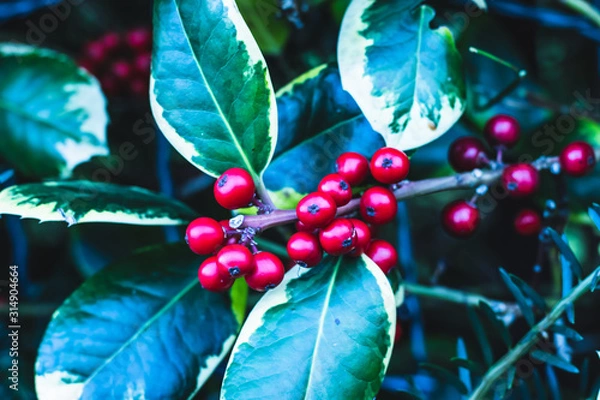 Obraz christmas decoration on red background