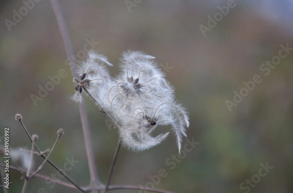 Obraz white texture from the woods