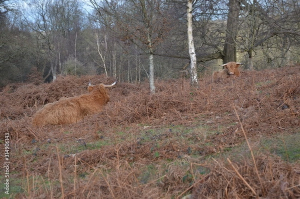 Obraz Wild cows in the woods