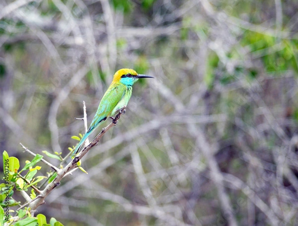 Obraz Bee-eater