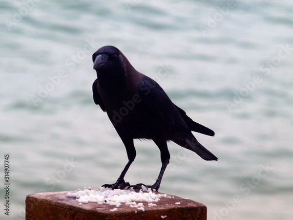 Obraz Crow observing