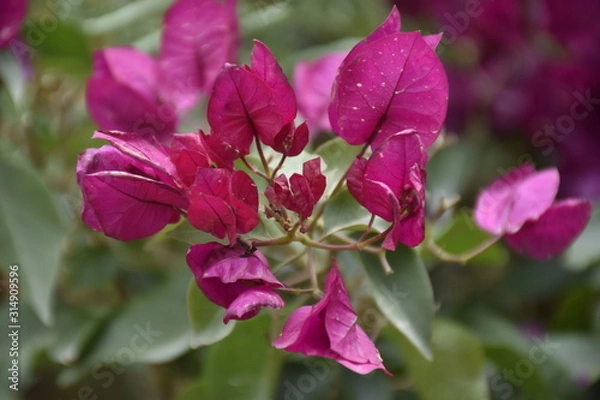 Obraz a bougainvillea with wonderful pink leaves